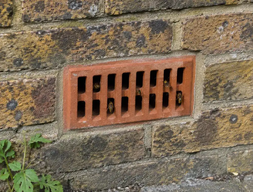 Wasps using the holes of an air brick