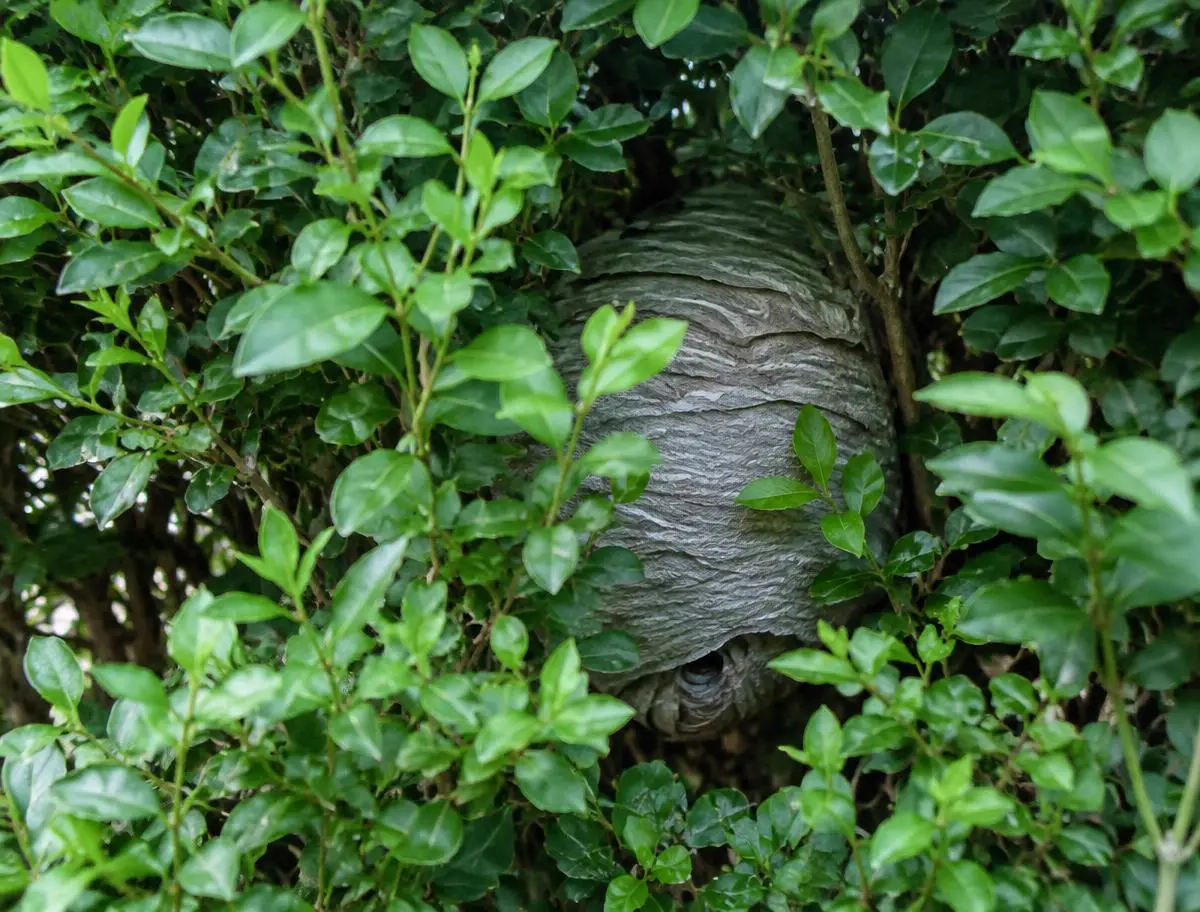 Wasp nest hidden inside a privet hedge