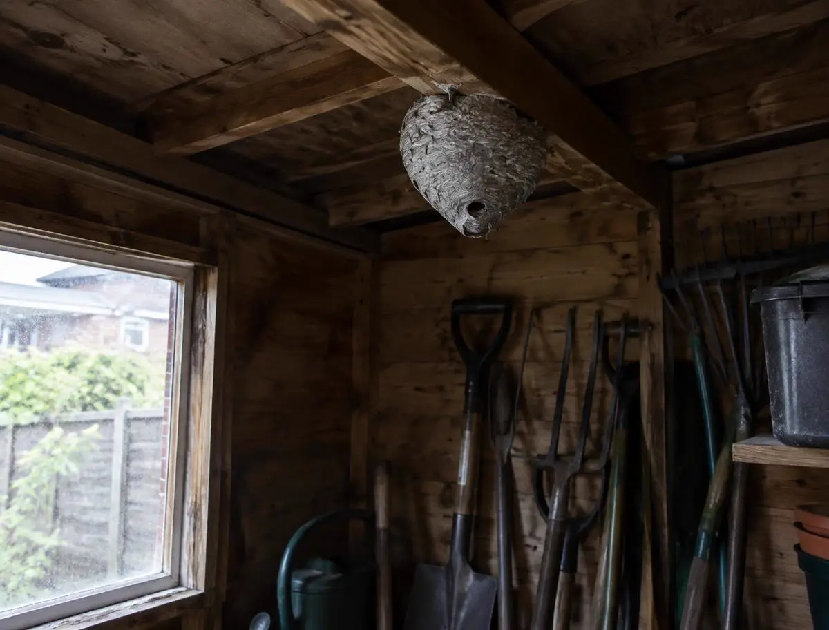 Paper wasp nest hanging from a shed roof joist