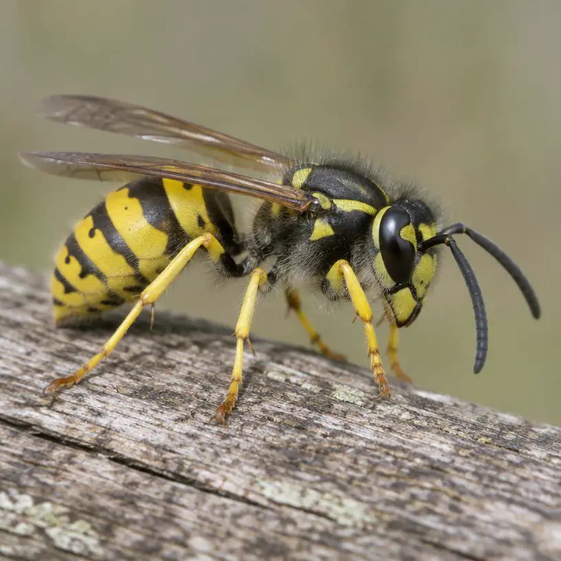 Common wasp (Vespula vulgaris)