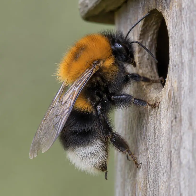 Tree bumblebee (Bombus hypnorum)